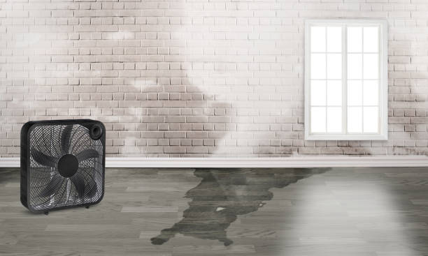 Best Water damage mitigation services  in Dahlone, GA